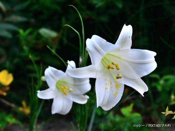 【訃報】声優の三輪勝恵さん８０歳が逝去　『パーマン』『あさりちゃん』などで活躍