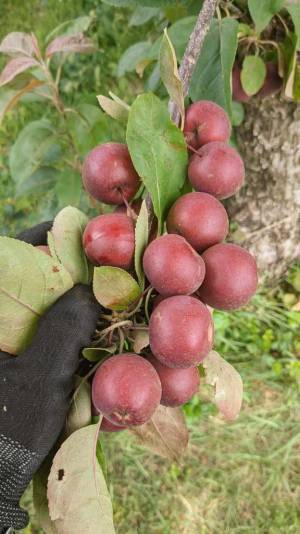 ９万人が驚いた！　リンゴ農家の投稿に「マジか」「今まで考えたこともなかった」