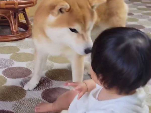 泣く子供が笑顔になった理由とは？　「子守の天才」「まるで兄弟」