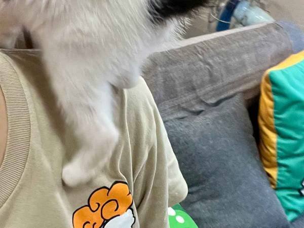 飼い主「困った」　家事を阻止した行動に「パーカーのフードに入れるしかない」