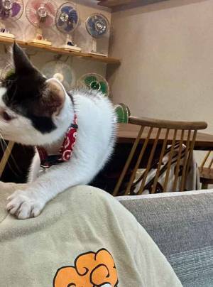 飼い主「困った」　家事を阻止した行動に「パーカーのフードに入れるしかない」