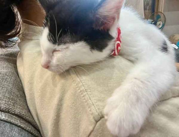 飼い主「困った」　家事を阻止した行動に「パーカーのフードに入れるしかない」