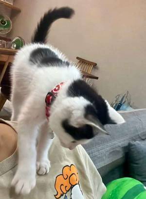 飼い主「困った」　家事を阻止した行動に「パーカーのフードに入れるしかない」