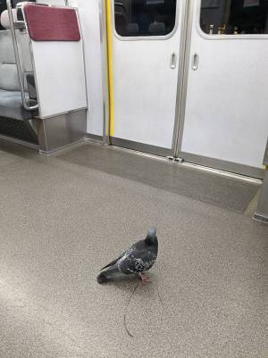 電車内で撮影された１枚に「許せませんね」　『乗客』の姿に目を疑う！