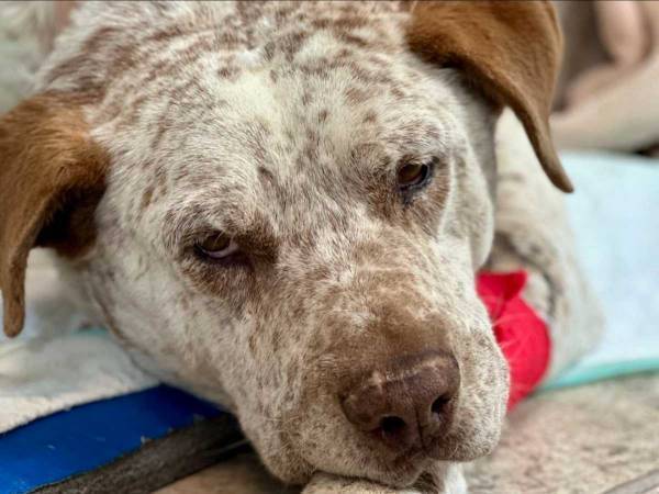 「何度も泣いた」　ナイフをもった強盗が家に侵入　家族を守ろうとした犬が？