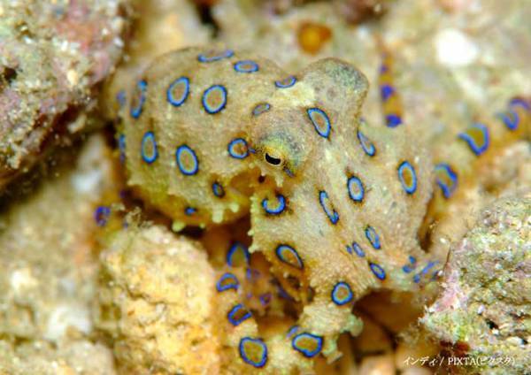 見かけても絶対に触らないで　警視庁の注意喚起に「ゾッとする」「これは怖い」