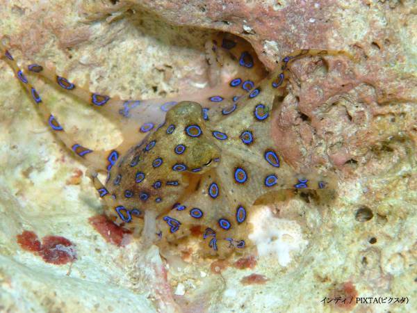 見かけても絶対に触らないで　警視庁の注意喚起に「ゾッとする」「これは怖い」