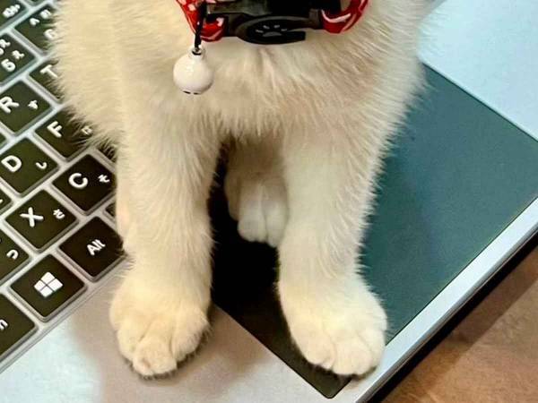 夫の気を引いた猫　その姿に「これは、仕方ない」「変な文字打つやつだ」