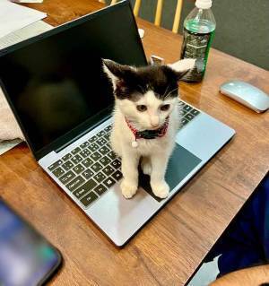 夫の気を引いた猫　その姿に「これは、仕方ない」「変な文字打つやつだ」