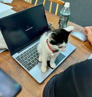 夫の気を引いた猫　その姿に「これは、仕方ない」「変な文字打つやつだ」