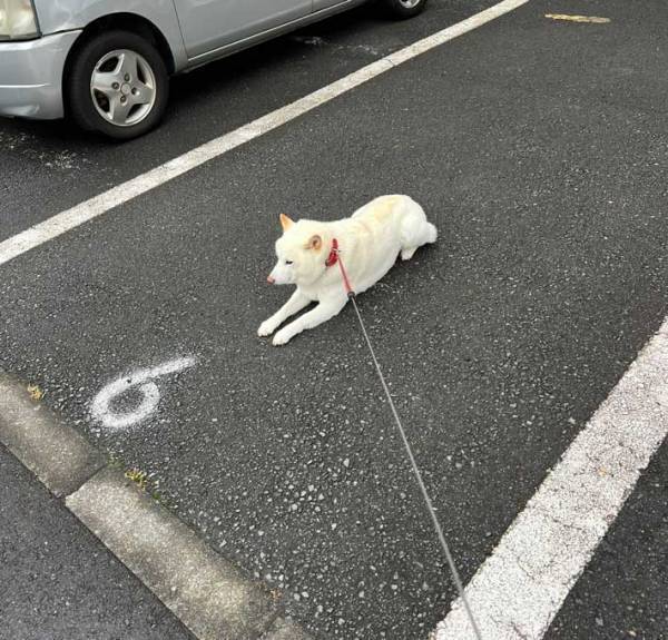 散歩から帰りたくない犬　まさかの行動に「吹いた」「これは見習いたい」