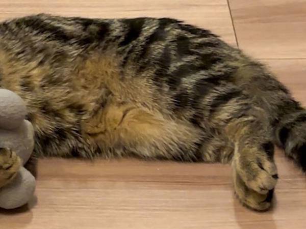 飼い主「たぶん自分の子供だと思ってる」　愛猫が抱きかかえていたのは？