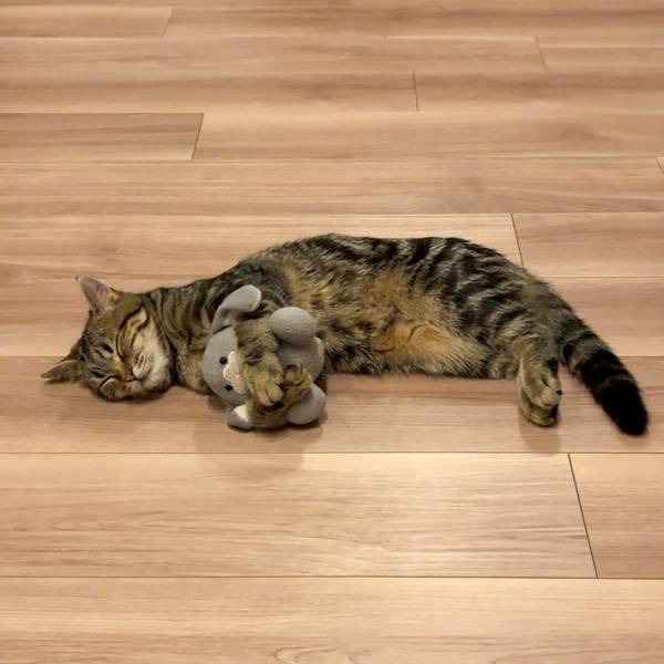 飼い主「たぶん自分の子供だと思ってる」　愛猫が抱きかかえていたのは？