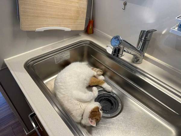 見たらびっくり！　「変な声」が出ちゃう猫の寝床に「ひんやりしてそう」