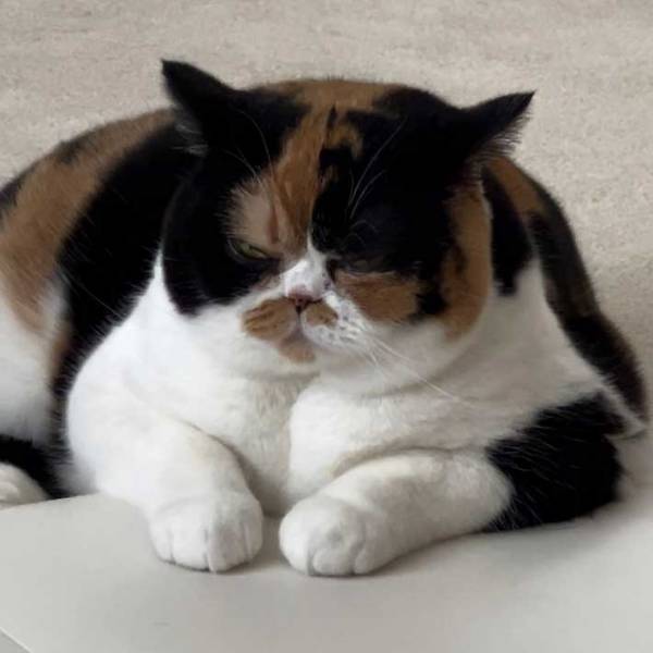 『これがこう！』　子猫の成長した姿に「なぜ？」「面影なさすぎ！」