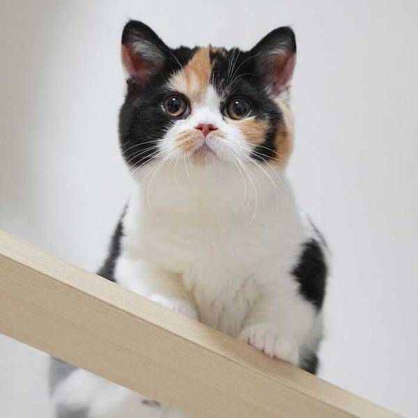 『これがこう！』　子猫の成長した姿に「なぜ？」「面影なさすぎ！」