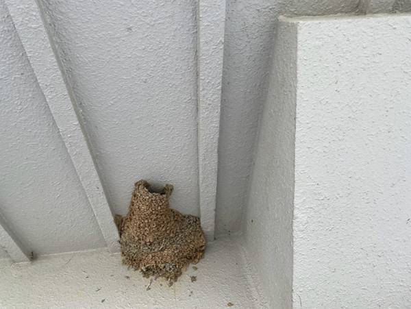 ツバメの巣…あれ、なんか違う？　防犯意識が高い設計に「これはすごい」