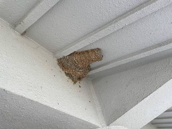 ツバメの巣…あれ、なんか違う？　防犯意識が高い設計に「これはすごい」