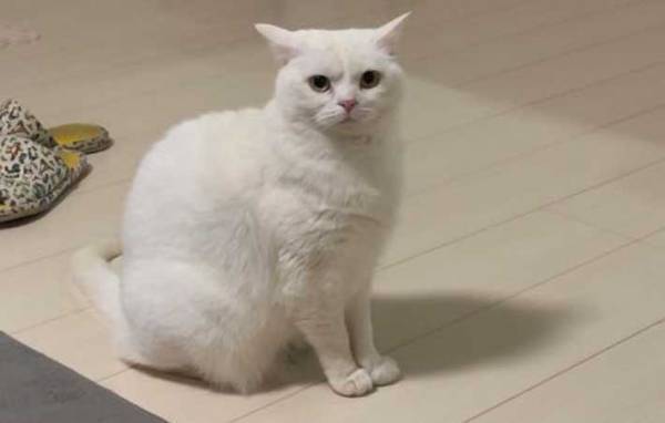 ゲームをする飼い主　猫の静かなる不満に「吹き出した」「怒りの凝視だ」