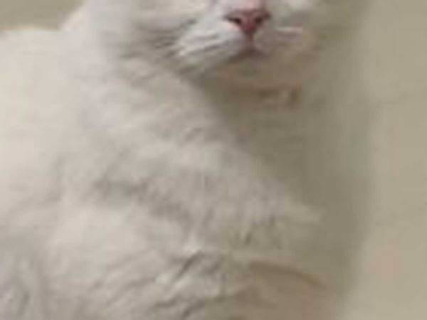 ゲームをする飼い主　猫の静かなる不満に「吹き出した」「怒りの凝視だ」