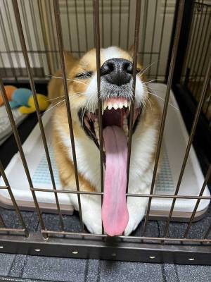 「合成じゃないです」　思わず二度見してしまうコーギーの『アレ』に「立派」