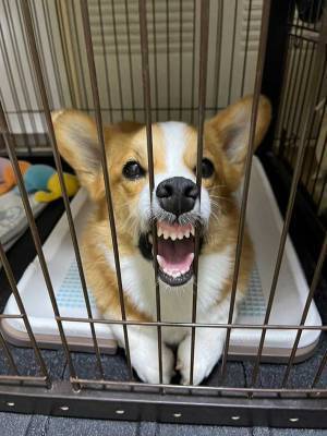 「合成じゃないです」　思わず二度見してしまうコーギーの『アレ』に「立派」