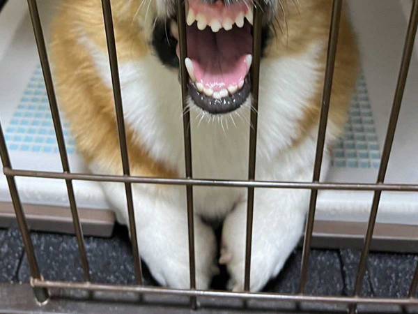 「合成じゃないです」　思わず二度見してしまうコーギーの『アレ』に「立派」