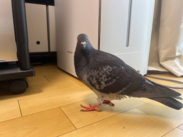 「今からすき間に入ってみたいと思います」　ハトの写真に「コントみたい」「笑った」