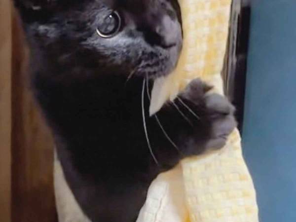 テレビ裏から出てきた猫　その仕草に「２歳児みたい」「電車で見悶えてる」