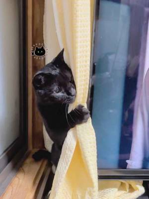 テレビ裏から出てきた猫　その仕草に「２歳児みたい」「電車で見悶えてる」