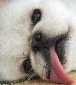 １００%の脱力感…　夏バテ中の犬、注目を集めた１枚に「声出して笑った」