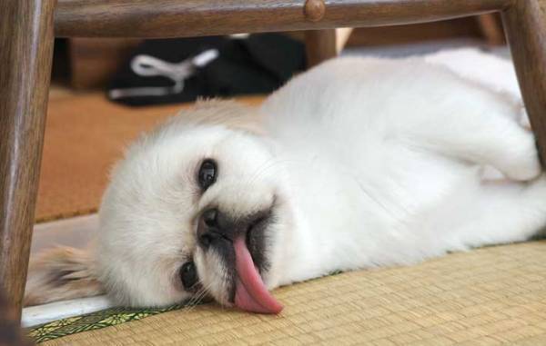 １００%の脱力感…　夏バテ中の犬、注目を集めた１枚に「声出して笑った」