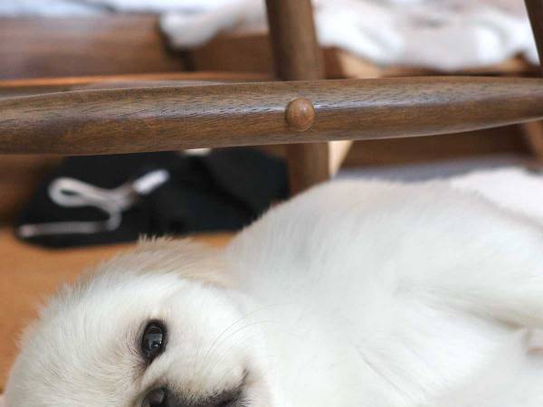 １００%の脱力感…　夏バテ中の犬、注目を集めた１枚に「声出して笑った」