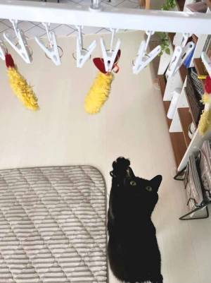 ベランダで干しているのが？　その光景に「笑った」「お腹空くやつ」