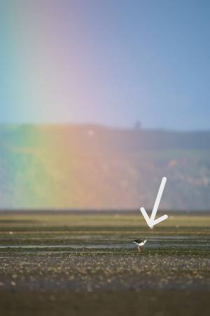 『虹を見ている鳥』を撮ったつもりが？　拡大して判明したコトに「笑った」