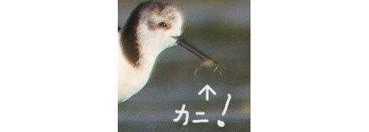 『虹を見ている鳥』を撮ったつもりが？　拡大して判明したコトに「笑った」