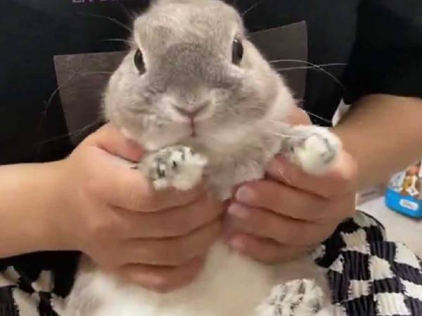 ウサギの爪を触ったら？　リアクションに「すごっ！」「初めて見た」