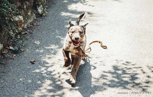 散歩中の愛犬と飼い主…と思いきや？　まさかの展開に「思いっきり笑った」