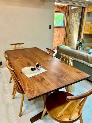 テーブルの上の猫　生後１か月のべスポジに「ちょうどいい」