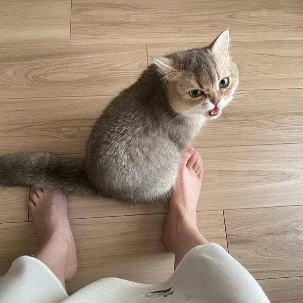 「ものすごい怒ってる…」　足元にやって来た子猫が取った行動とは…