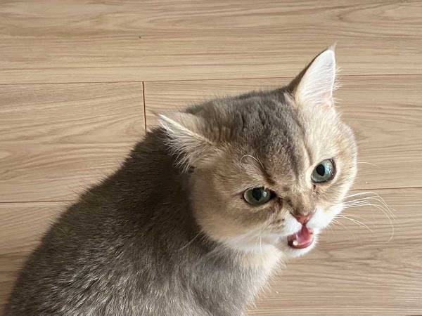 「ものすごい怒ってる…」　足元にやって来た子猫が取った行動とは…