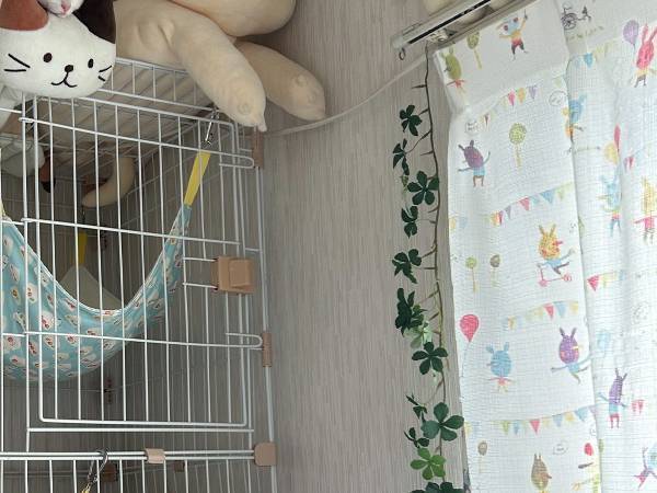 家に猫がいない！２０分探した結果？　「まさかそこで寝てるなんて」