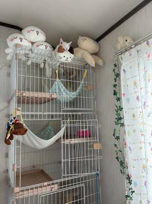 家に猫がいない！２０分探した結果？　「まさかそこで寝てるなんて」