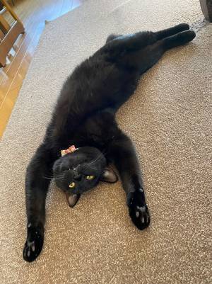 飼い主「限界なのかと思ったんだけど」　猫のポーズに「暑いもんね…」「夏の風物詩？」