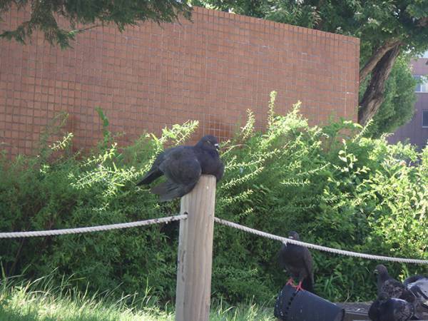 街で目にしたハト　その姿に「これは二度見する」「どうしてそうなった」