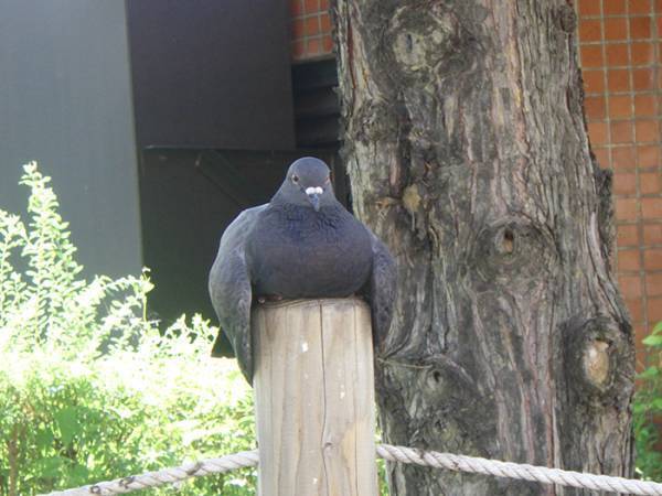 街で目にしたハト　その姿に「これは二度見する」「どうしてそうなった」