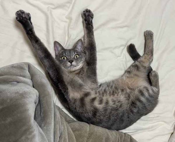 飼い主「どうしてこうなった」　愛猫の姿に「二度見するやつ」「これはニヤケる」