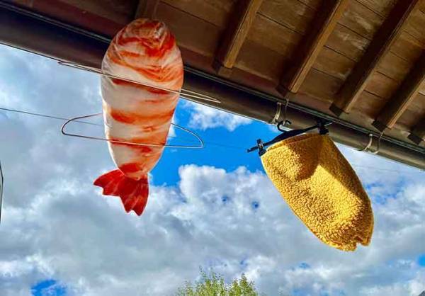 飼い主「干すかー！」　その光景に「笑った」「暑中見舞いはコレで」