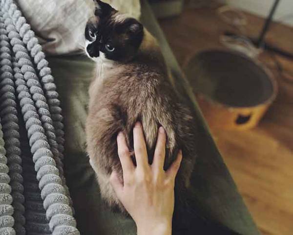 うたた寝した飼い主　手を伸ばした先に「笑った」「クリックしたら噛まれる」