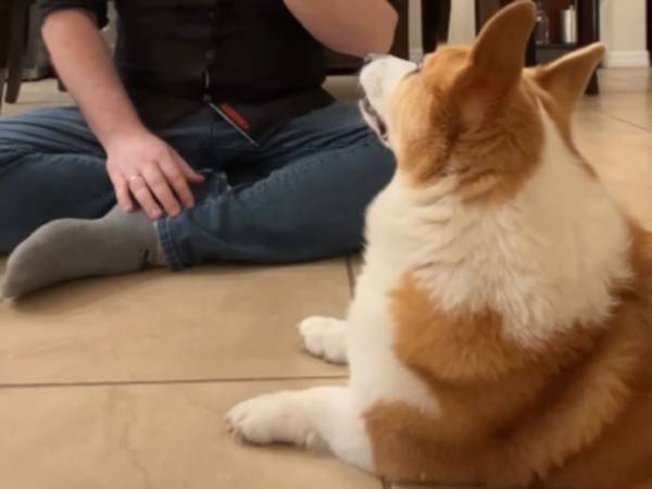 「うちのコーギーが賢すぎて…」　飼い主が困った理由に「笑った！」